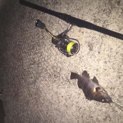 メバルプラッキングが楽しくて！