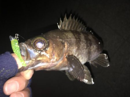 ライトワインドメバリング