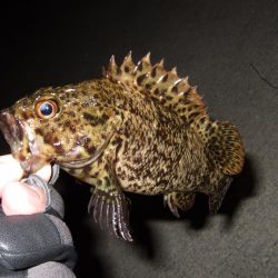 メバルはどこへ行った？