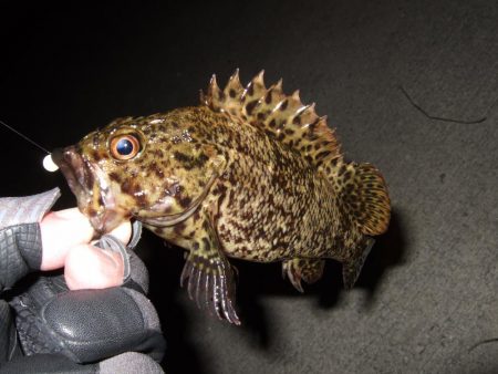 メバルはどこへ行った？