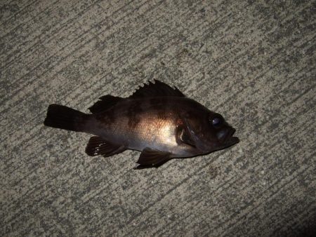 寒さのせいにしておきます(^-^;