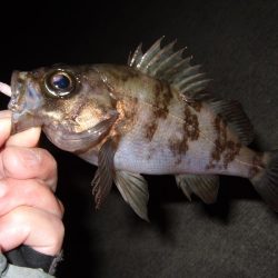 ボウズなし記録は更新中