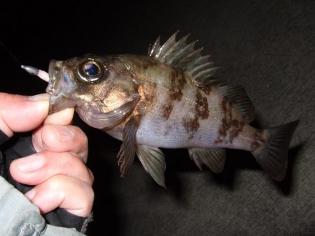 ボウズなし記録は更新中