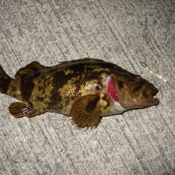 ナイスガッシー!