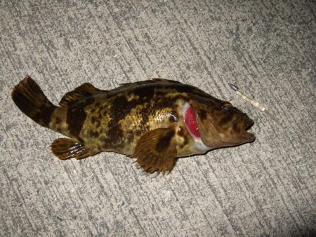 ナイスガッシー！