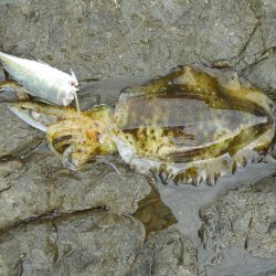 アオリイカ　和歌山の4月ヤエンの釣果まとめ