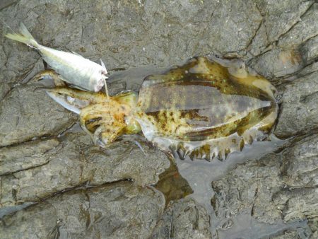 アオリイカ　和歌山の4月ヤエンの釣果まとめ