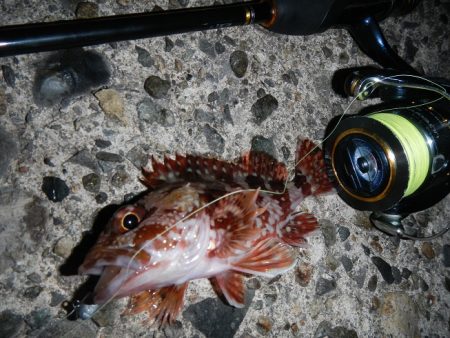 フッキングできず