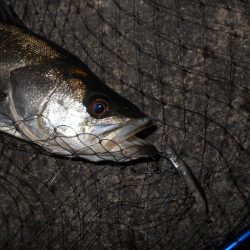 広範囲に散っている?(南港周辺シーバス釣行)