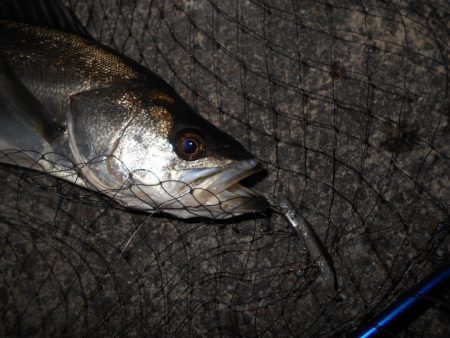 広範囲に散っている?(南港周辺シーバス釣行)