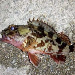 なんとかボウズノガレ