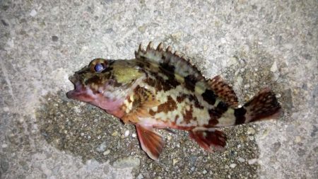 なんとかボウズノガレ