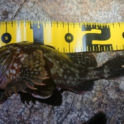 仕事終わりメバリング