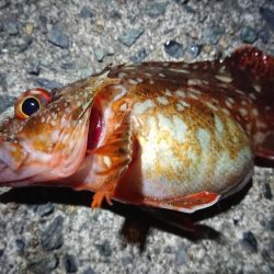 昨日のリベンジ