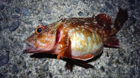 昨日のリベンジ