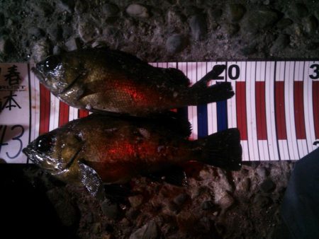 ようやく釣れた