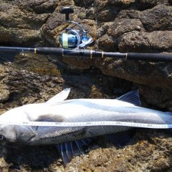 シーバス75センチ