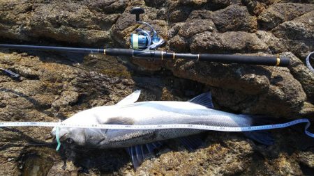 シーバス75センチ