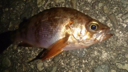 釣れる予感！？