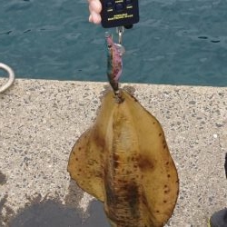 仲間とエギング