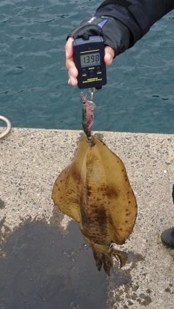 仲間とエギング