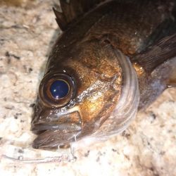 メバルプラッキング