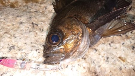 メバルプラッキング