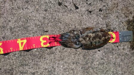 コウイカデビュー