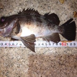 メバルプラッキング