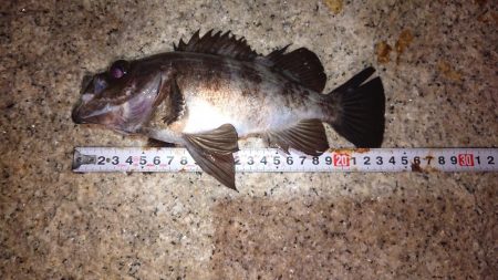 メバルプラッキング