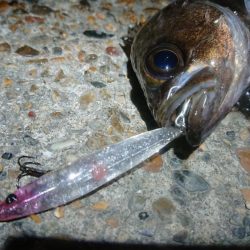 激渋メバルプラッキング