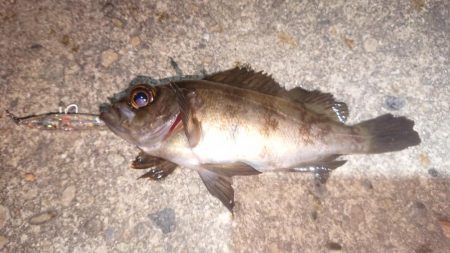 メバルプラッキング