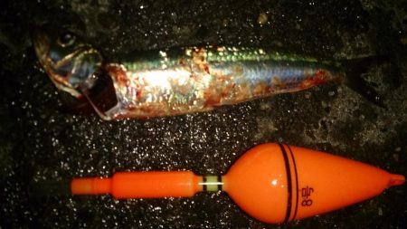 釣りは直感が大事！？