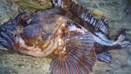 まづめのみ短時間