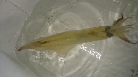 居残りヤリイカ