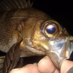 お久しぶりです