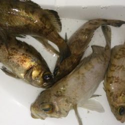 ちょこっとメバリング