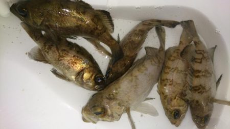 ちょこっとメバリング