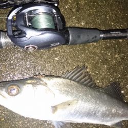 悪条件シーバス狙い！