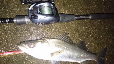 悪条件シーバス狙い！