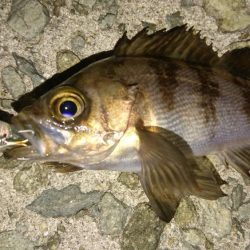 好調メバリング