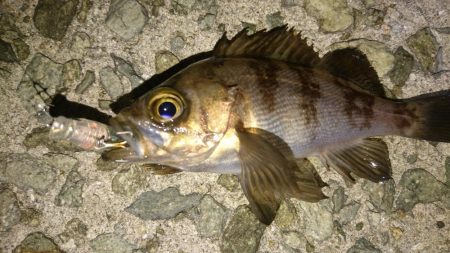 好調メバリング