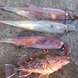 ヤリイカエギング