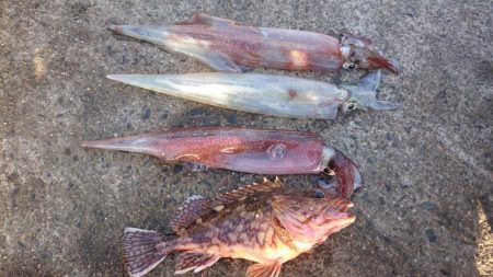 ヤリイカエギング