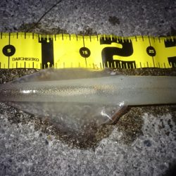 ヤリイカエギング