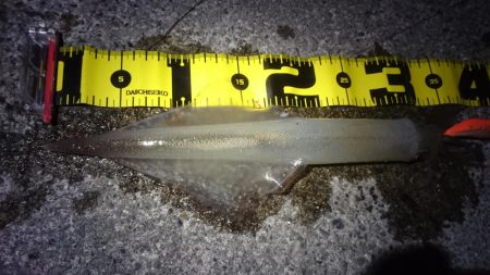 ヤリイカエギング