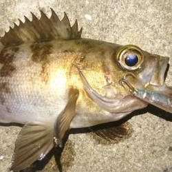 放置プレイがお好き？