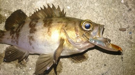 放置プレイがお好き？