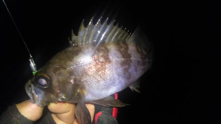 暴風雨のちメバリング