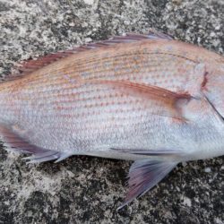 ボートでタイラバ